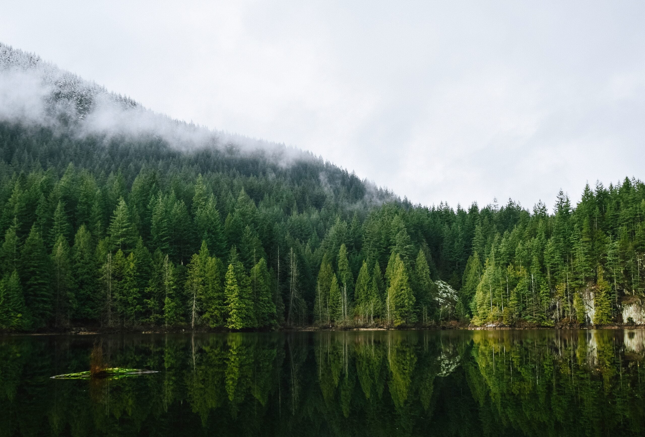 Image of forest around a lake on a cloudy day.